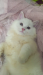 Persian cat emergency sell